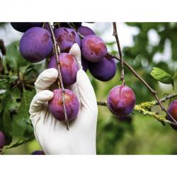 Cheap Stationery Supply of Vibrant Natural Powder Free LARGE Latex Gloves Pack 100s NWT2268-L Office Statationery